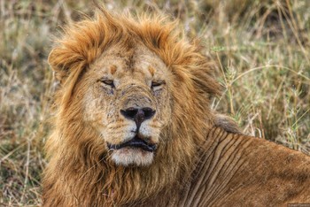 Туристам в Кении предлагают сафари-тур по мотивам мультфильма "Король Лев"